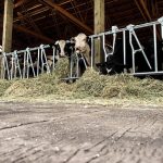 barn wood plank concrete floor