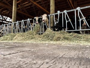 barn wood plank concrete floor