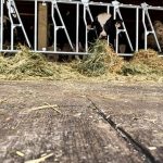 barn wood plank concrete floors for horse barns or show barns