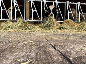 barn wood plank concrete floors for horse barns or show barns