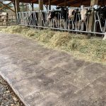 barn wood plank concrete floors for horse barns or show barns