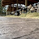 barn wood plank concrete floor for horse barns of show barns