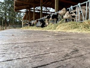 barn wood plank concrete floor for horse barns of show barns