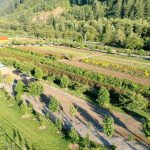 the hydrangea ranch