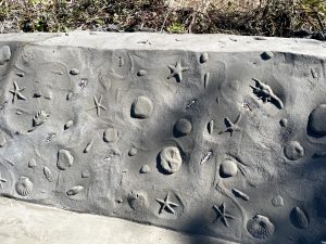 stamped concrete with shells
