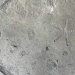 stamped concrete floors