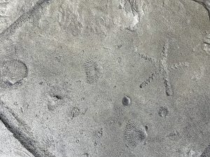 stamped concrete floors