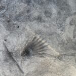 flagstone patio seascape border random stone wall