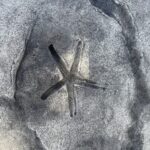 flagstone patio seascape border random stone wall